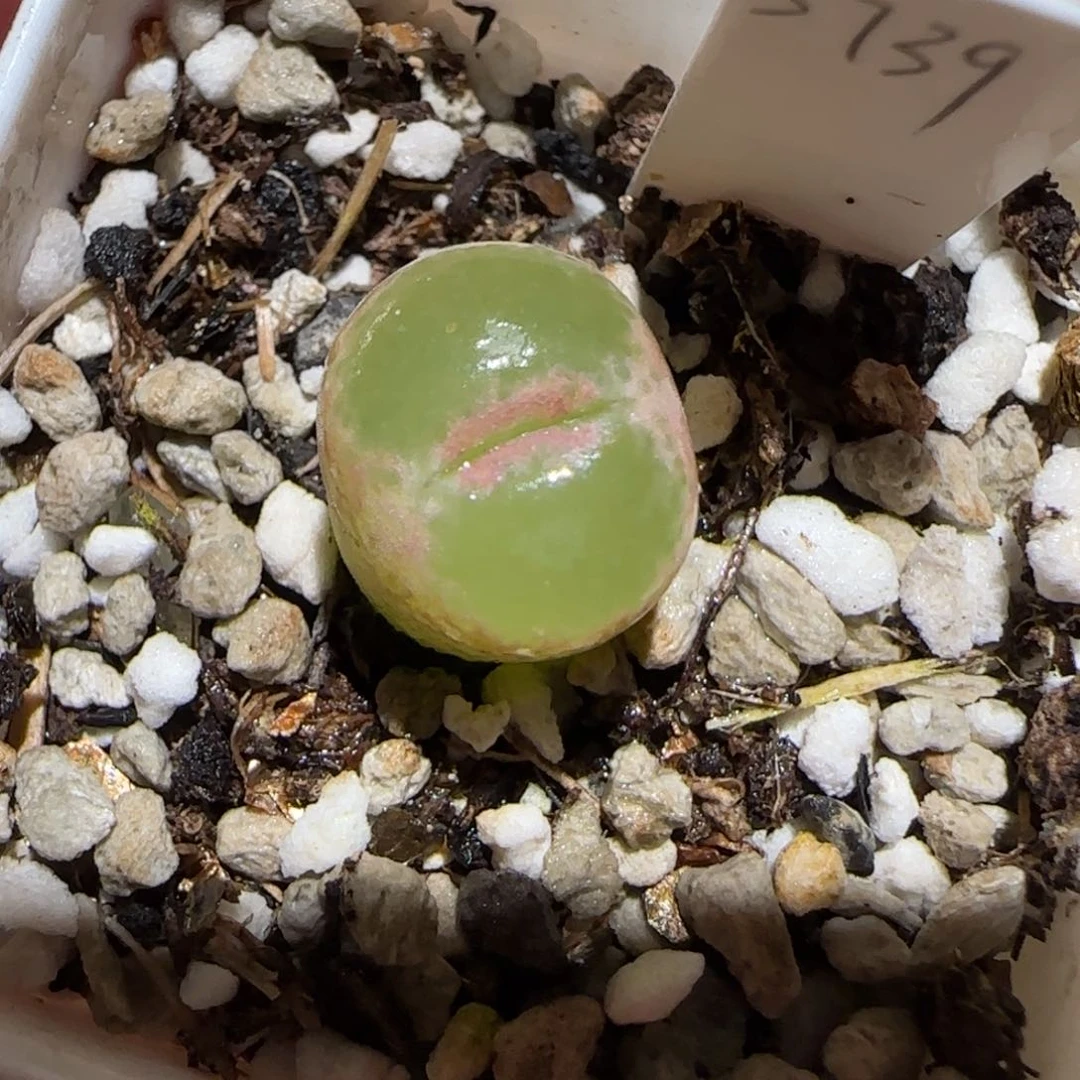 肉锥多肉植物百科25-绿焰759