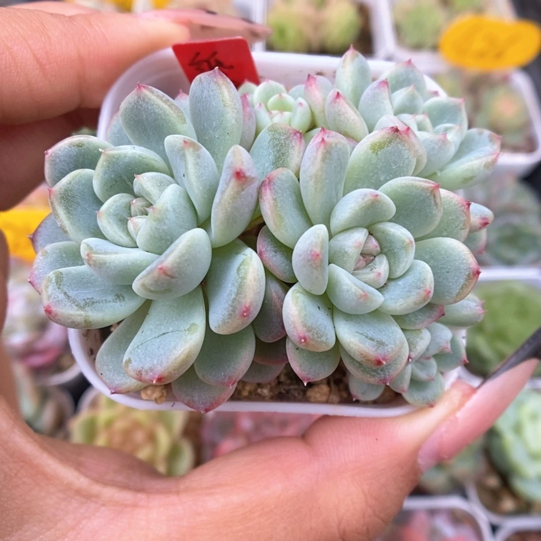 纸鸢群生可拍516号