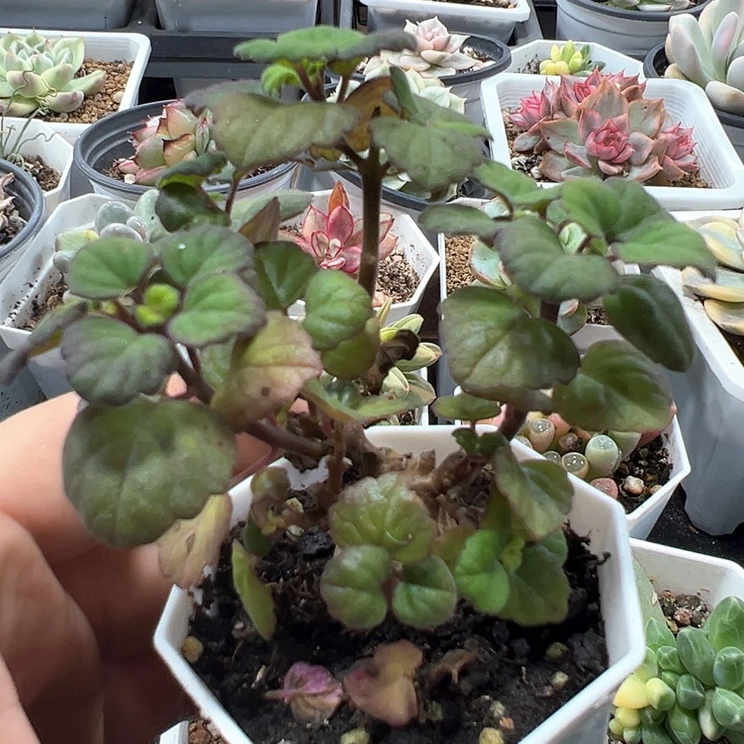 爱氏延命草  小方花圃一物一拍