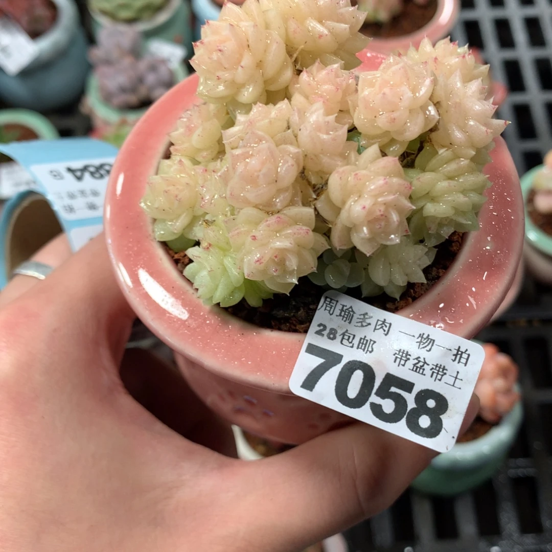 5厘米盆精控多肉7058