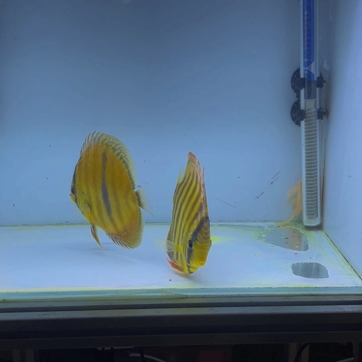 七彩神仙鱼七彩神仙第一代