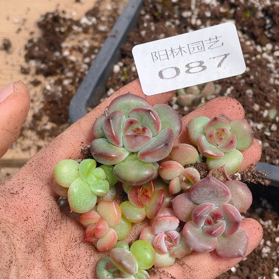 多肉植物多肉植物87