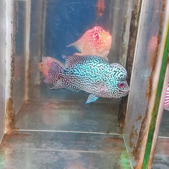 海水鱼22222222222223