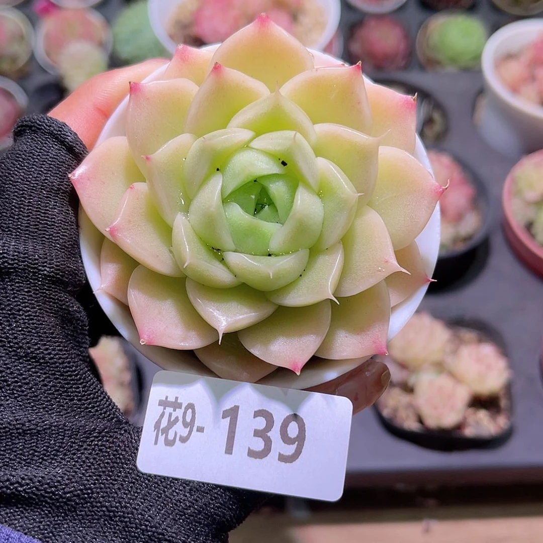 花09-139麦秆单头