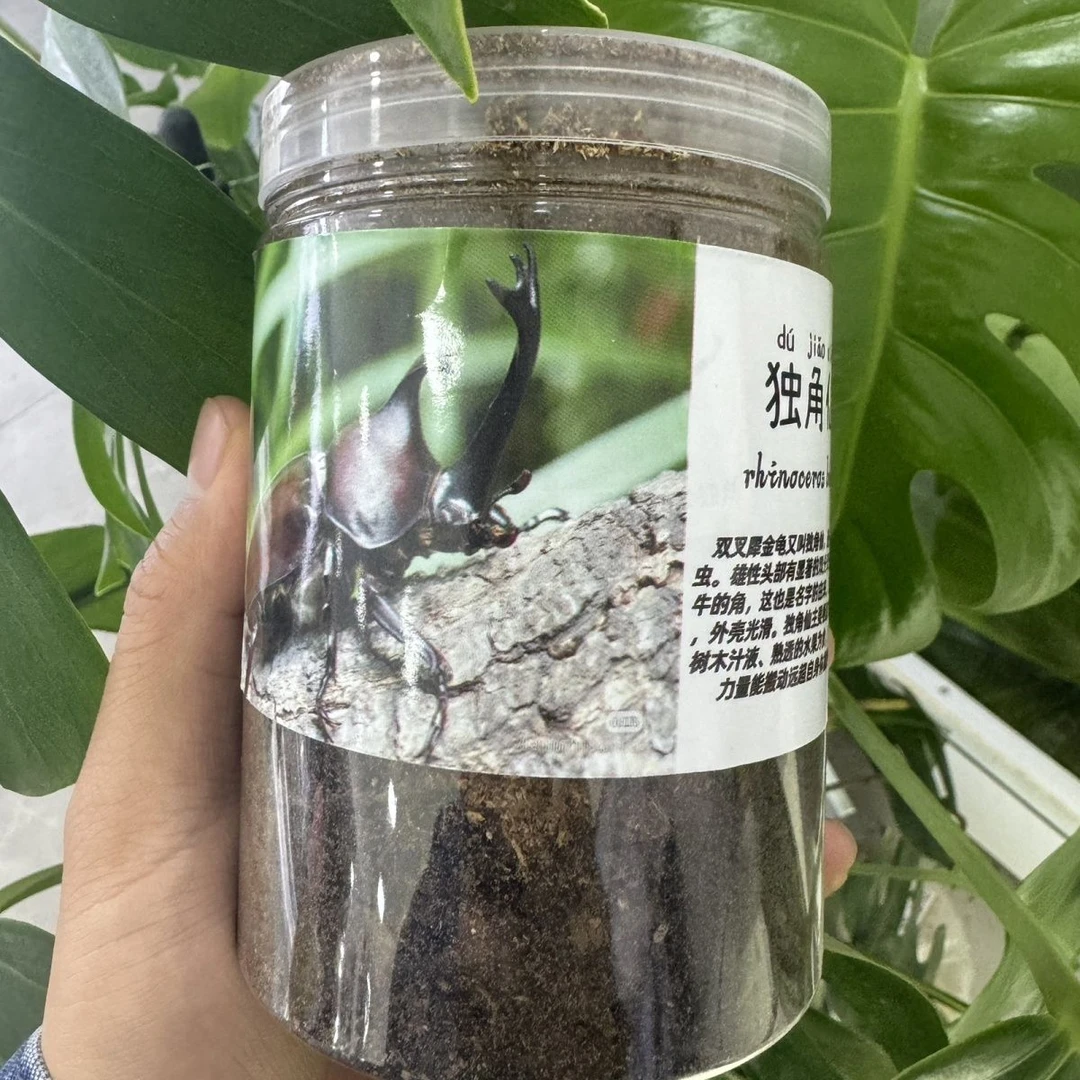 独角仙宠物甲虫幼虫+无忧罐+足量食物