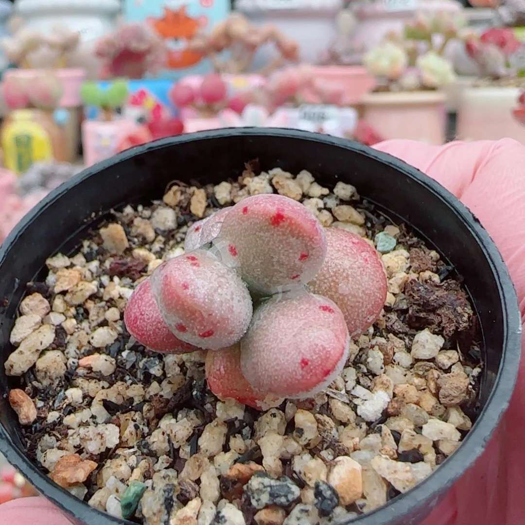 ฅ***️可爱恐龙蛋 盆口3cm