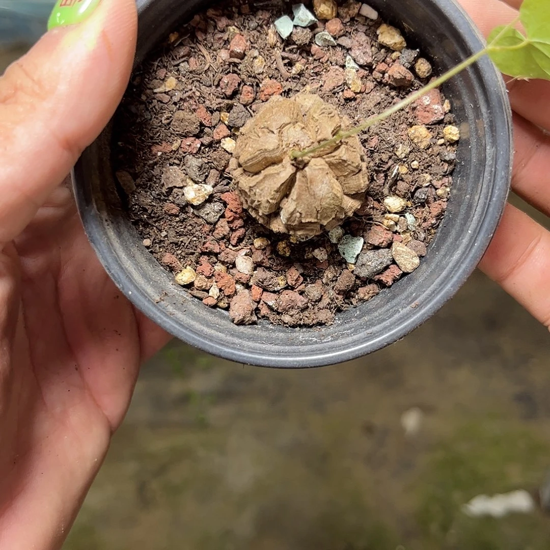 月***的108860一物一拍单头发货