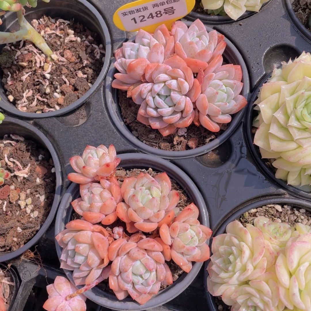 1248号 梦之雪大群生一个