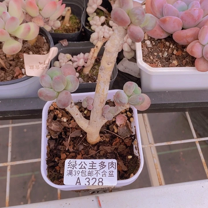 苹果奶老桩328多肉酱