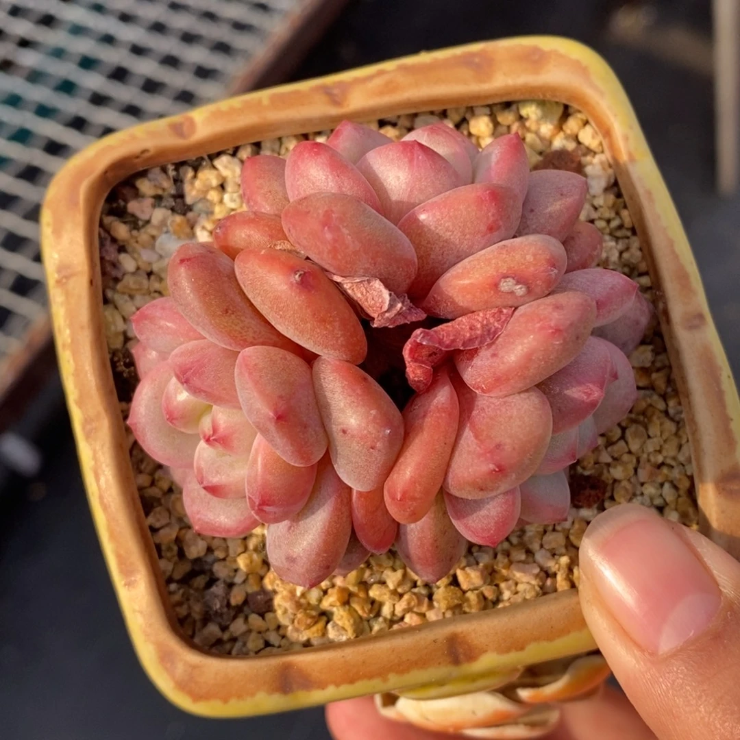 林依晨凌雪一物一拍