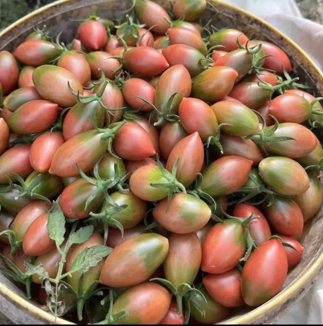 子弹头 海丰大嶂村本地子弹头 番茄农产品