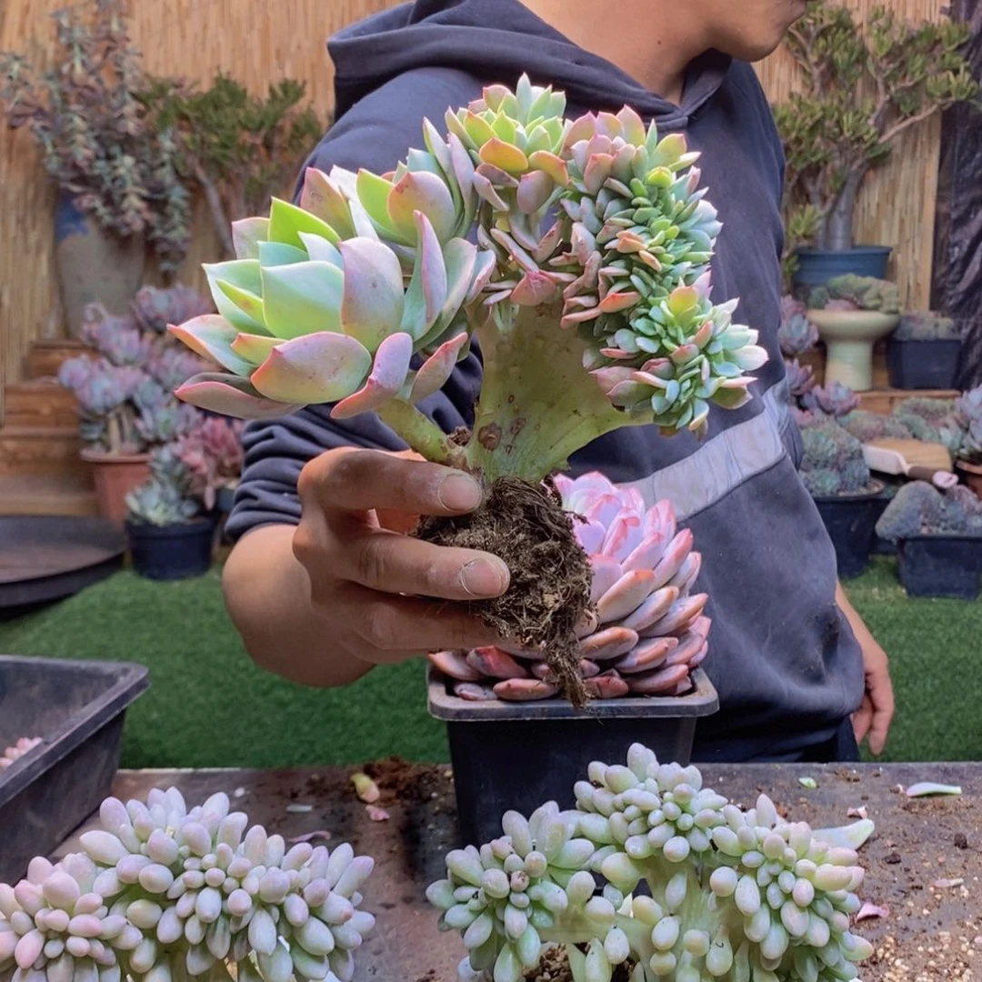 莆****砖237 号朝霞缀化