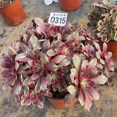 315浣纱不包断枝