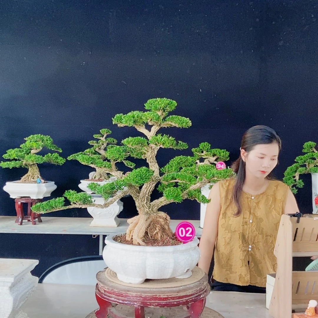 当前无花朵，栽培后可花朵