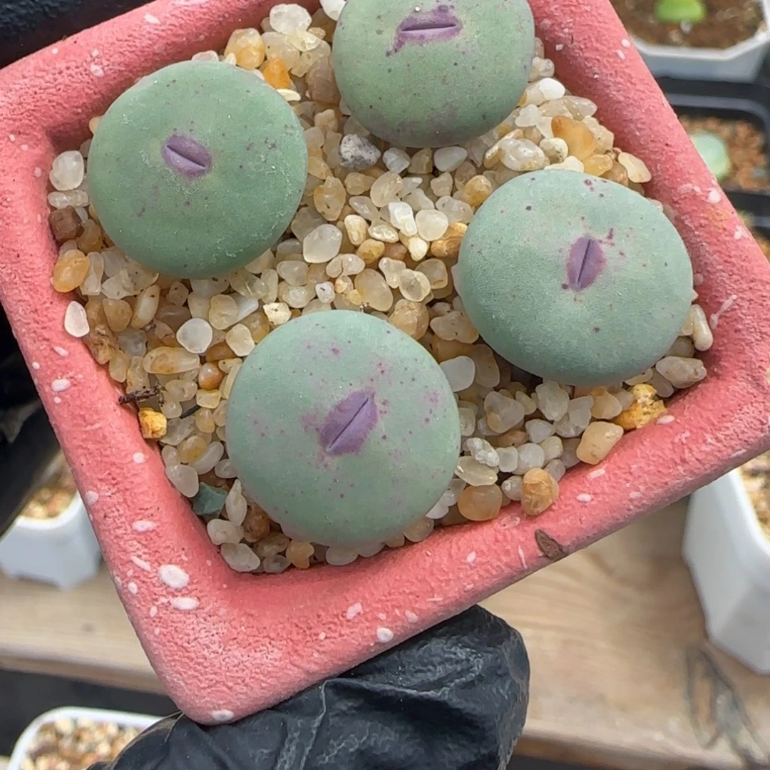 多肉植物DOWS嘟嘟嘴一颗