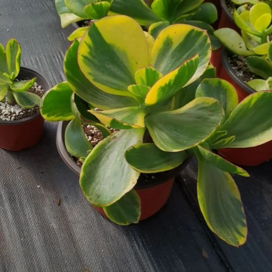 包菜家里的青梅白覆轮锦