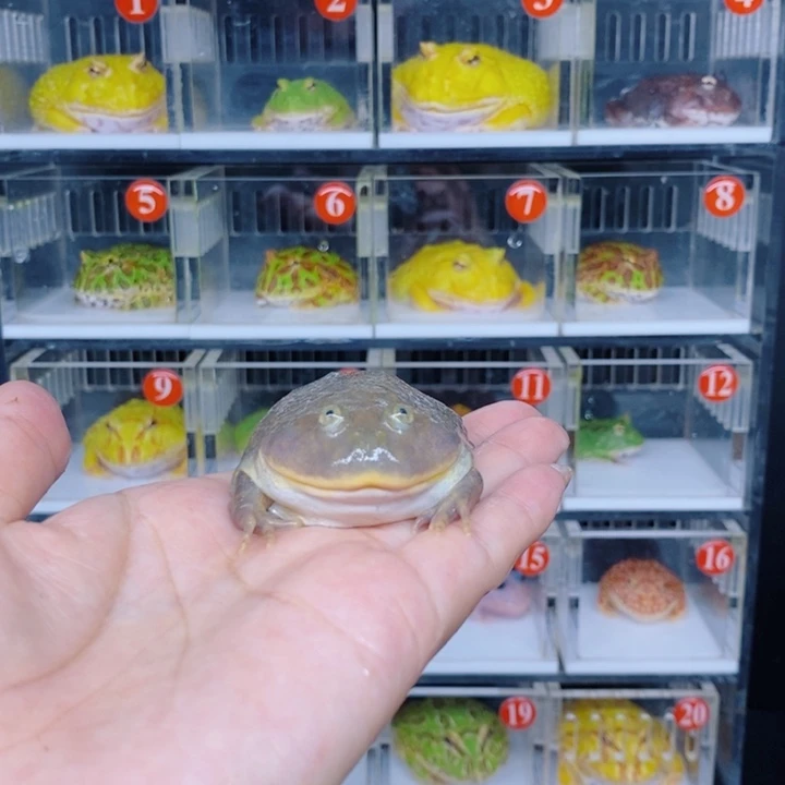 角蛙恭喜发财大吉大利