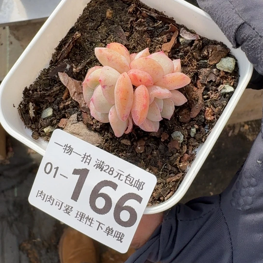 石化桔子冰无盆土发货无