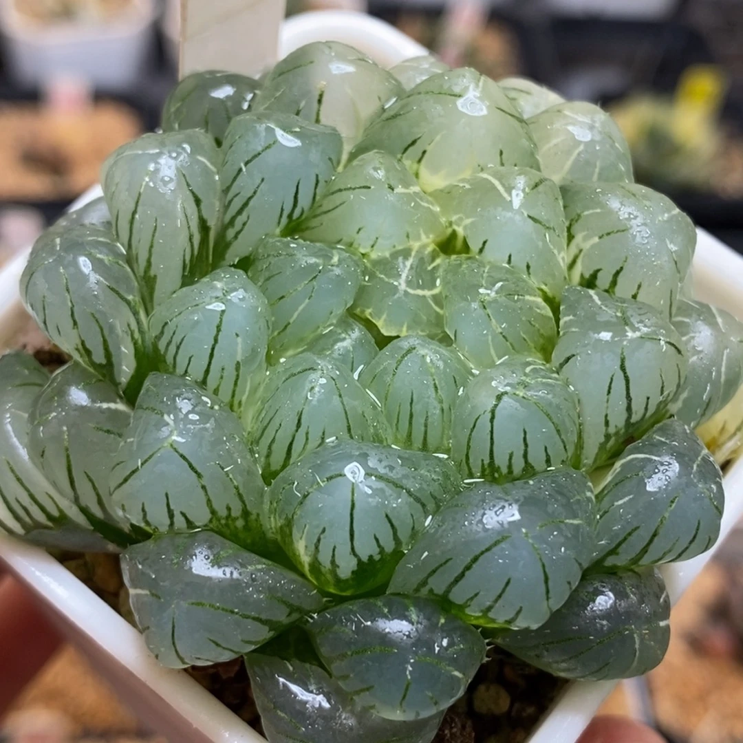 198实生湖水玉露多肉植物