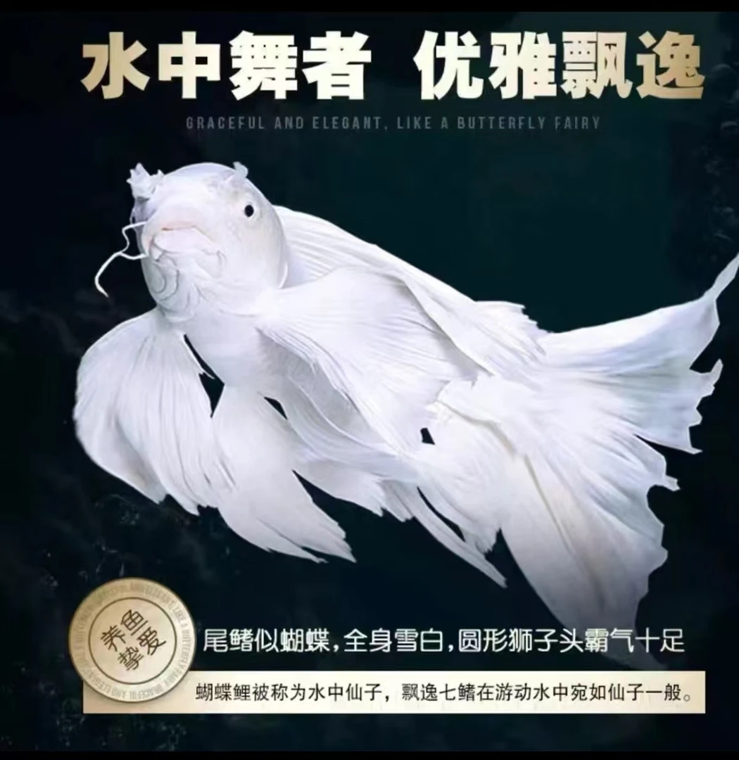 精品赛级普身贵妃体纯种台系蝴蝶鲤鱼可混养活体