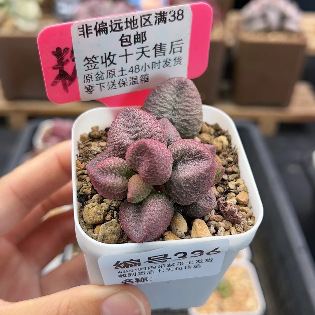 336水蜜桃多肉植物