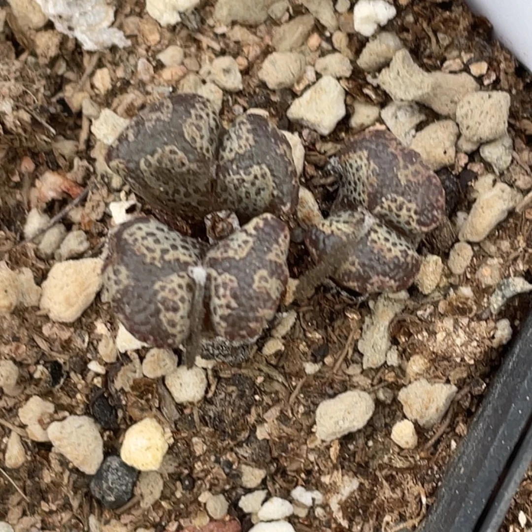 14-111勋章多肉植物