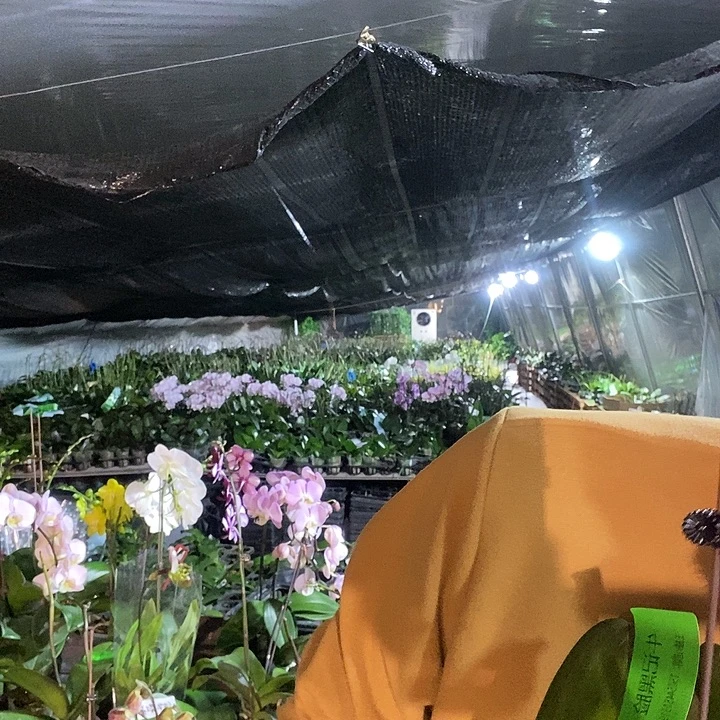 无花朵牛记黑脸福利