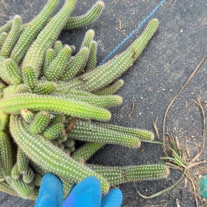 白檀仙人掌群生一群602