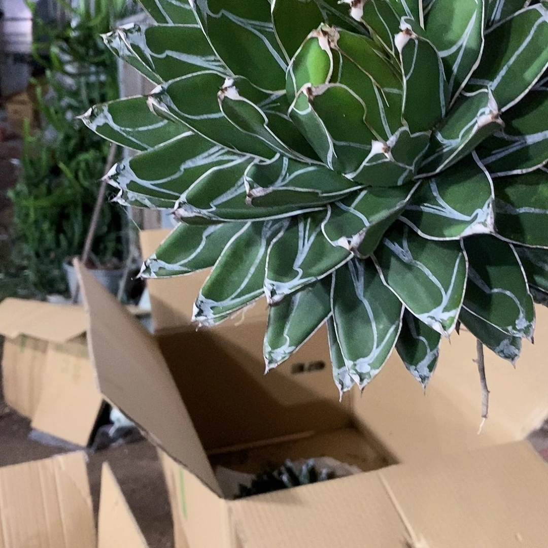 山***际5号拍品。