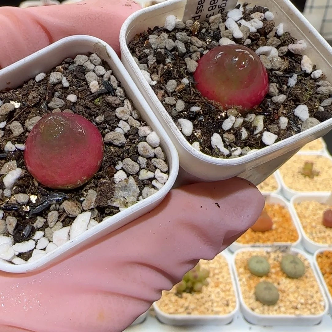 肉锥多肉植物百科-灯泡1528