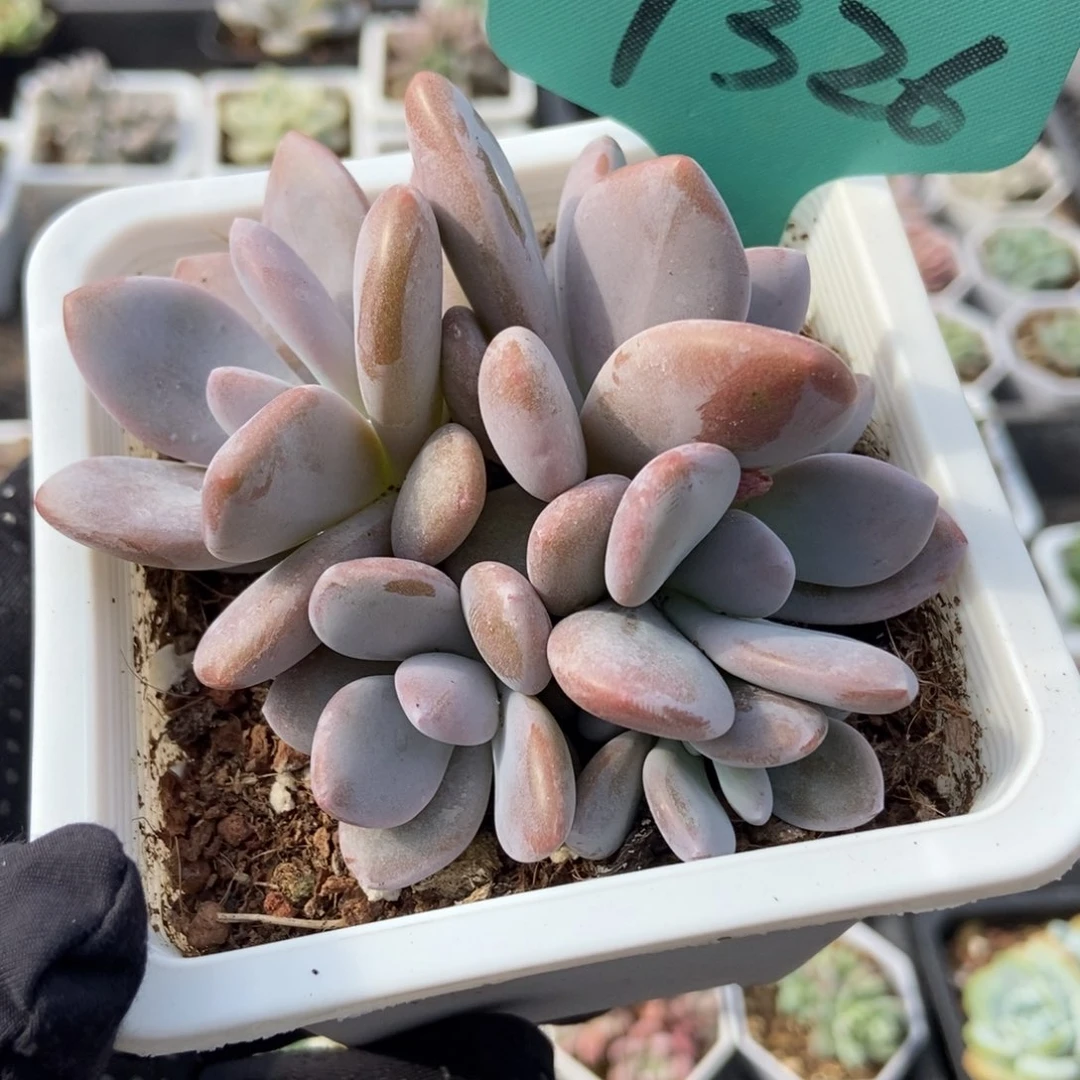 7326粉兔多肉植物保护