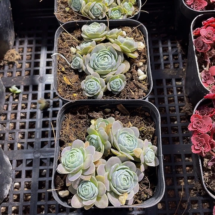 子持莲花带哦土发货