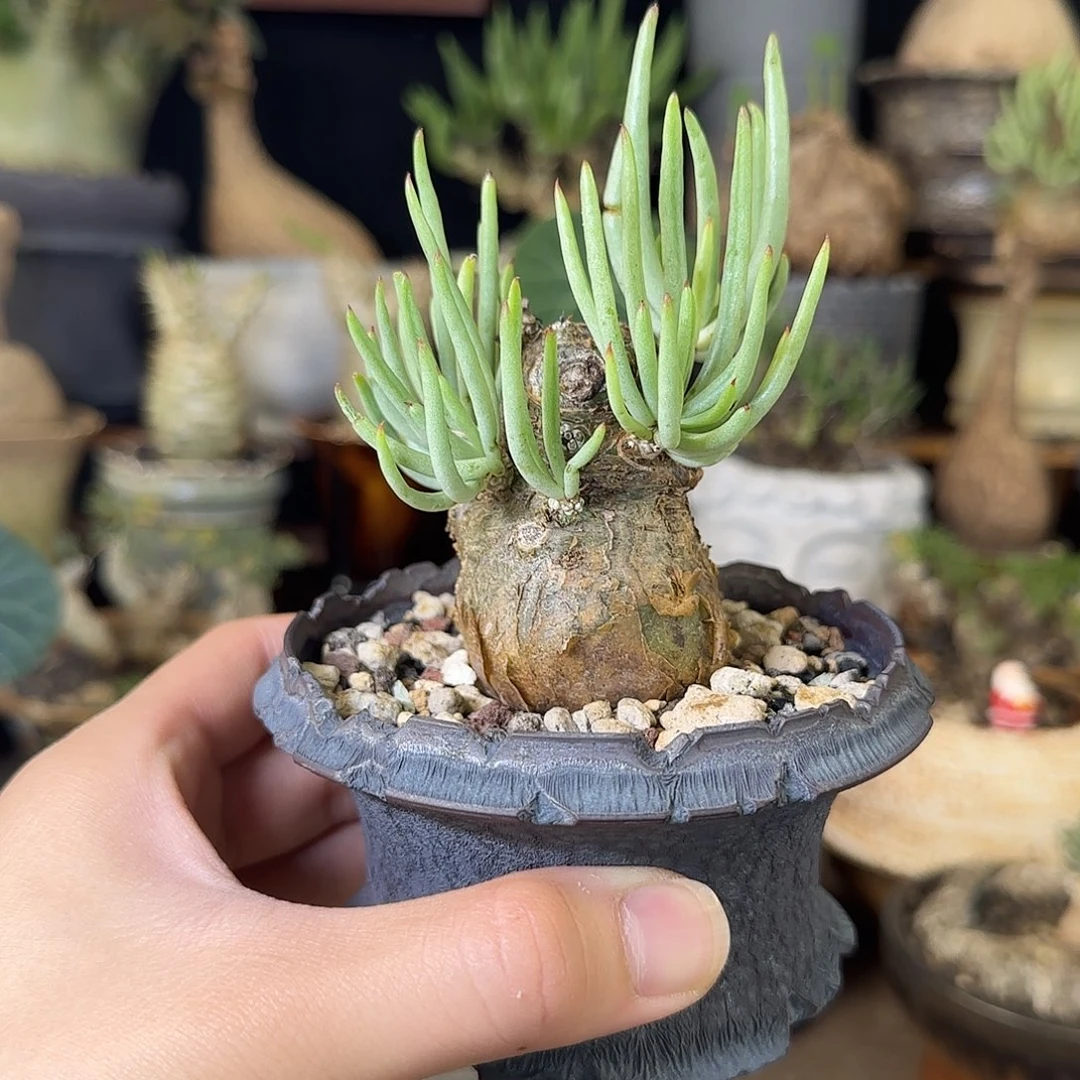 一物一拍白象奇峰锦310