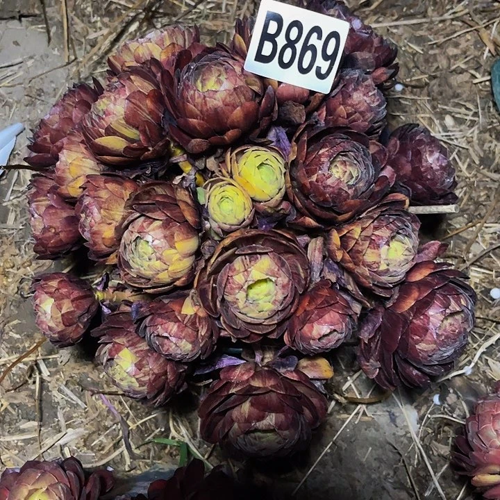 黑罗刹法师13-外包邮