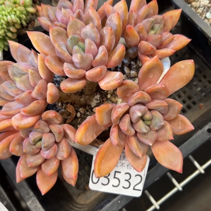 幸运的是我还没遇到过幸运