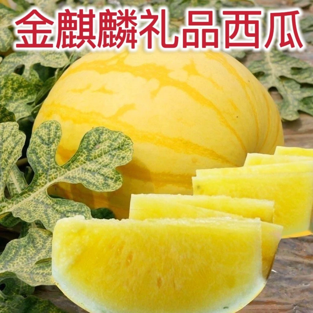 /黄皮黄瓤西瓜金皇后西瓜金麒麟无籽新鲜黄心西瓜高端礼品黄肉西