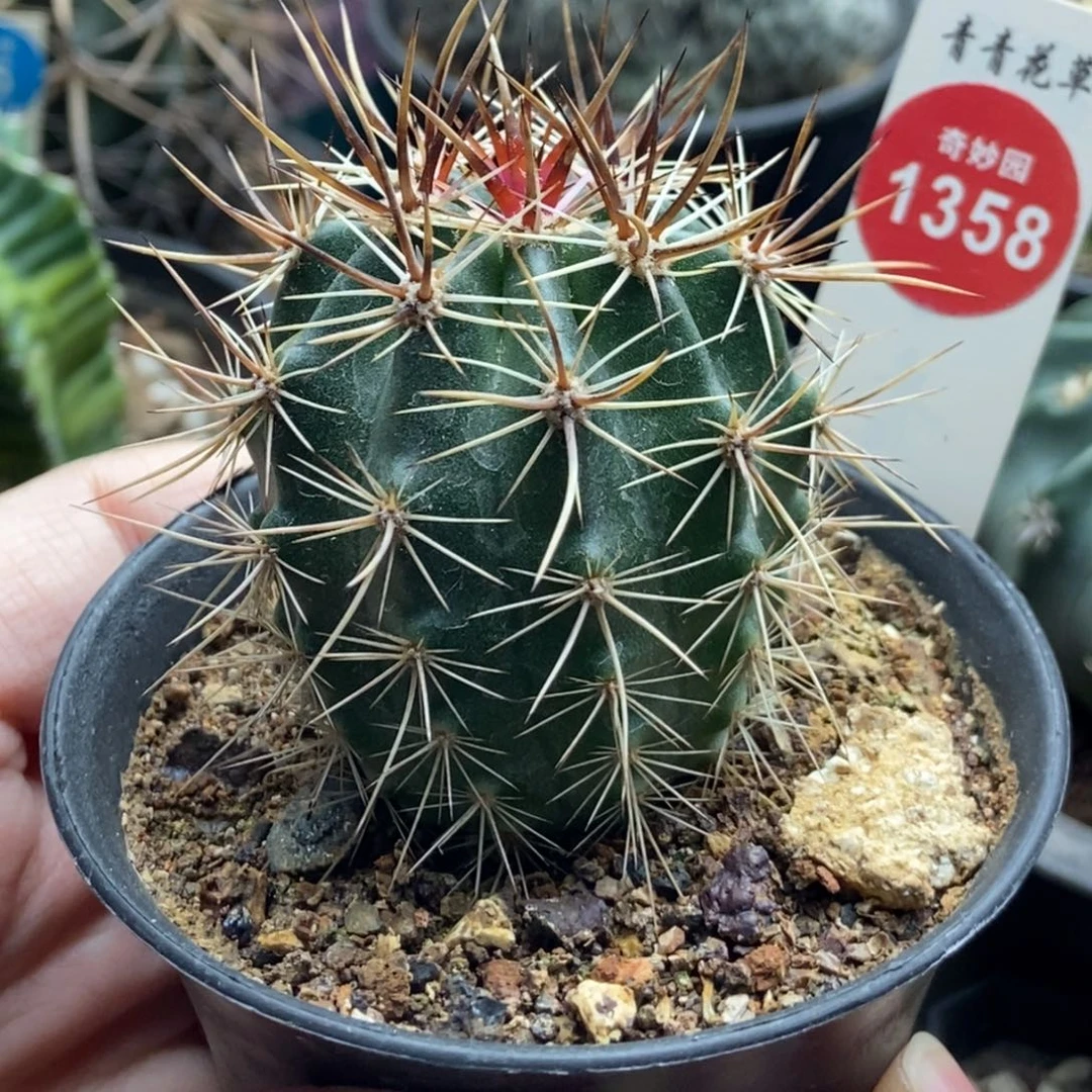 实生狂刺林氏幻虾一棵仙人球4.5cm