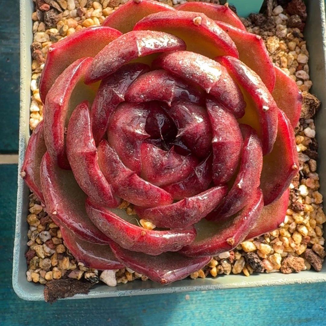 从前慢花园多肉编号1229-26