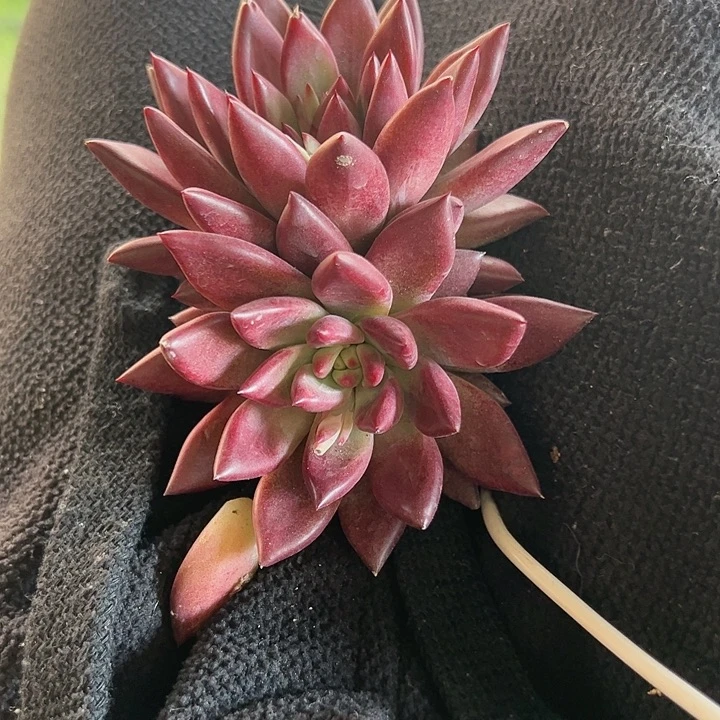 【闪购商品】车厘子变异