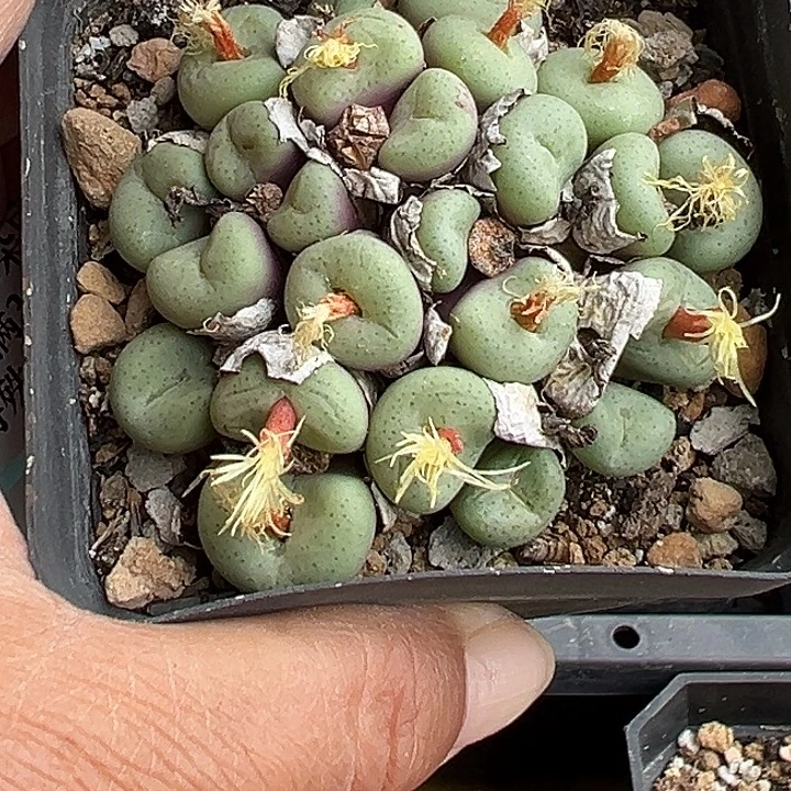 爱***倩941号吕氏大饼mojkuz