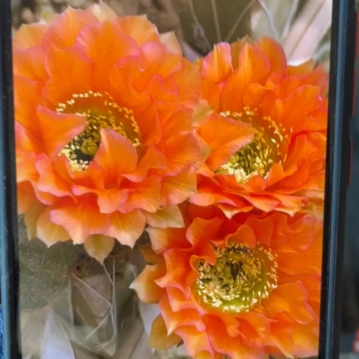 G9侧芽歪5公分以上满18包邮