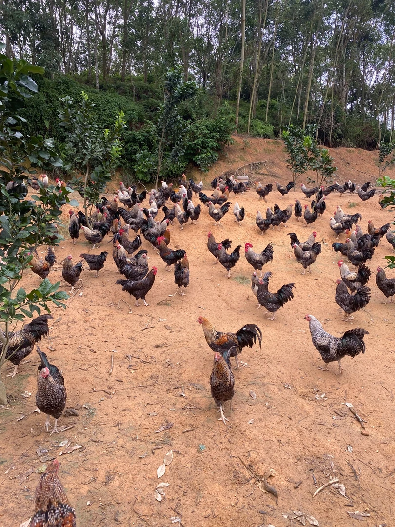 生鲜鸡茂名散养280天五谷杂粮芦花鸡高品质靓鸡白切鸡现黑壳蛋鸡