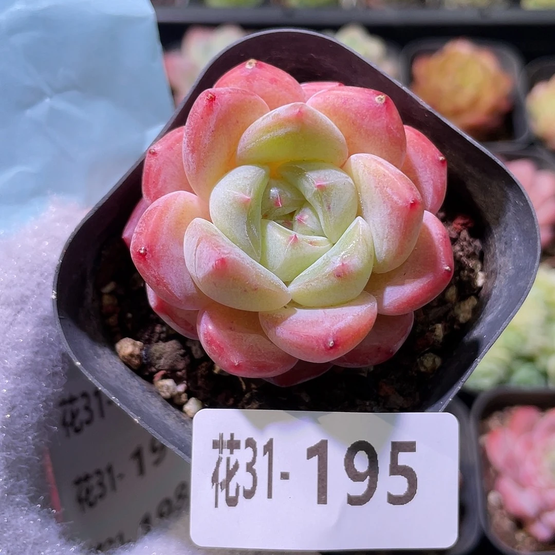 花利美31-195冰糖