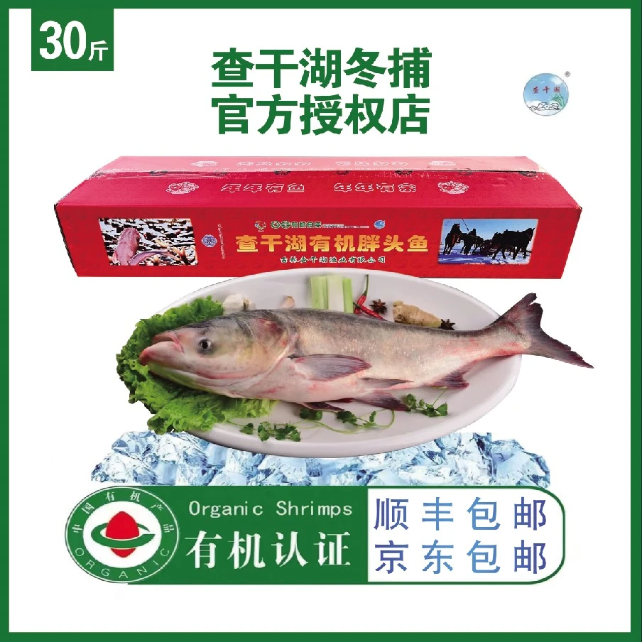 正宗查干湖冬捕有机胖头鱼30-40斤一条顺丰包邮发货年货原生态