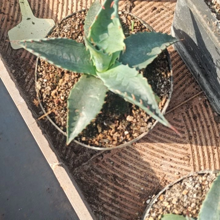 蒙塔纳精品龙舌兰