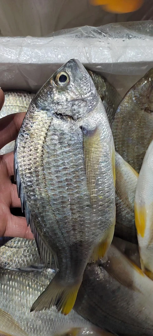 冰鲜海鲫鱼500克装鲫鱼同城送