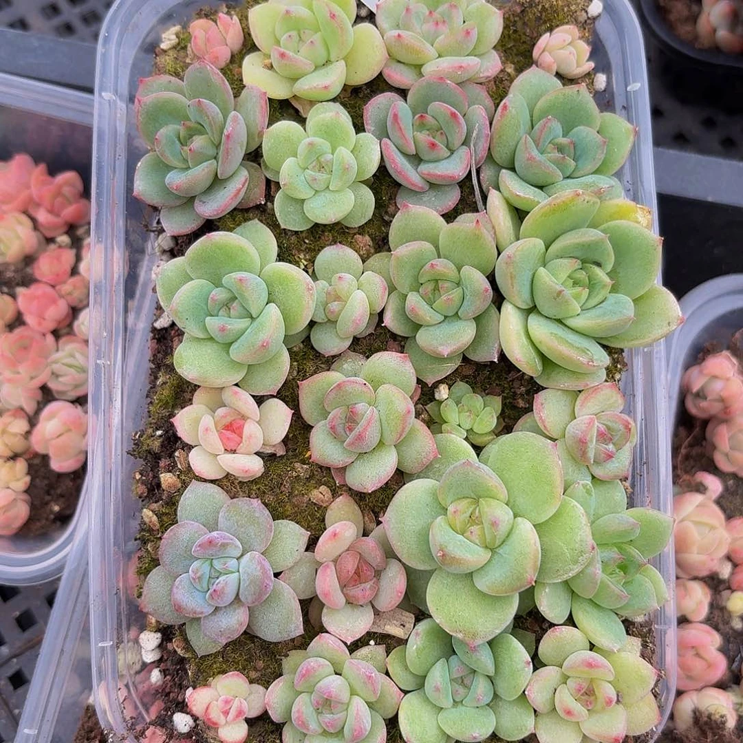 多肉植物多肉植物121