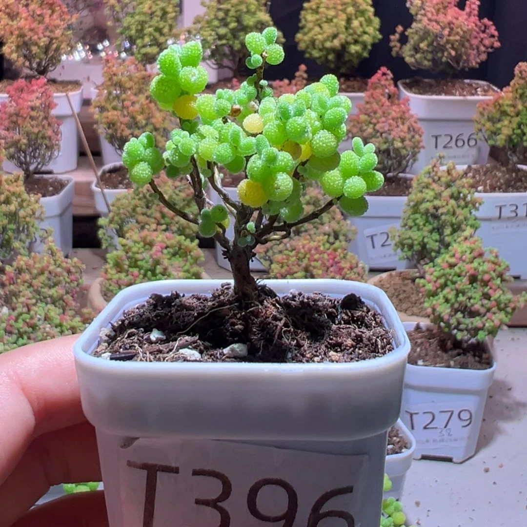 396蜜橘带土发货一物一拍
