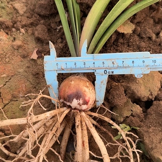 白肋幻想4厘米包对版