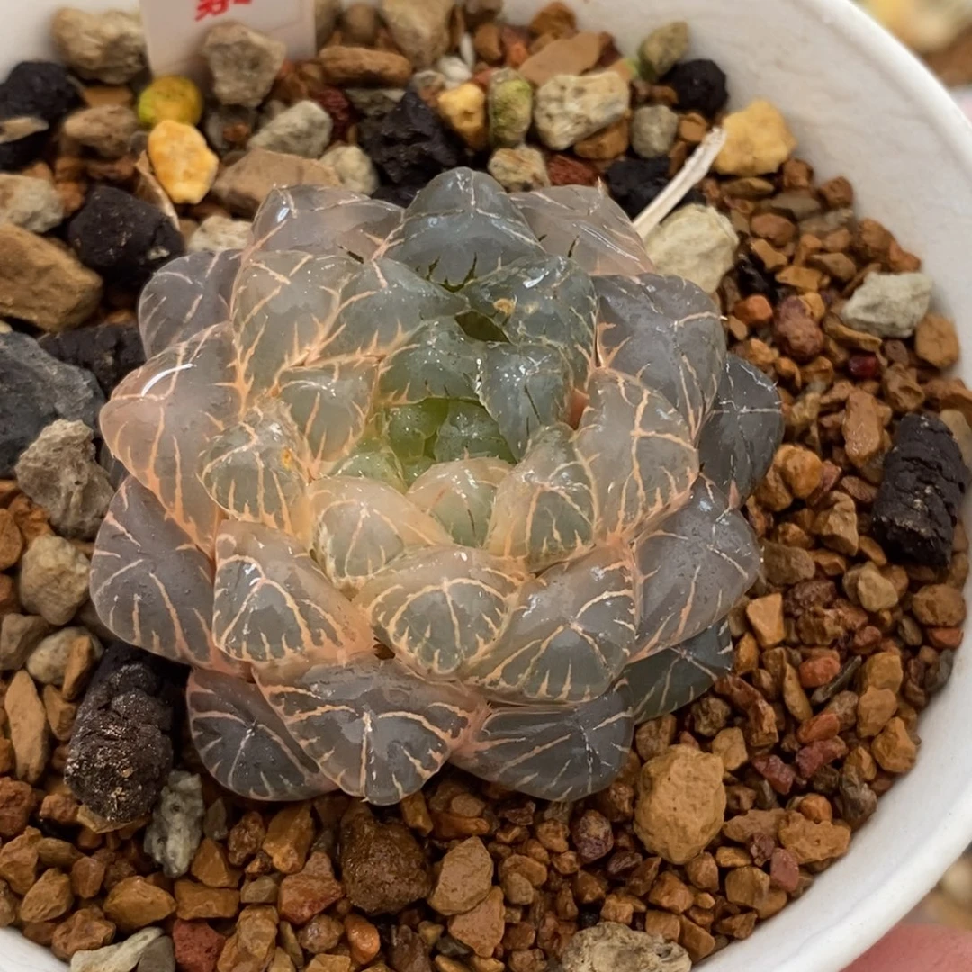 165实生湖斑湖水玉露锦